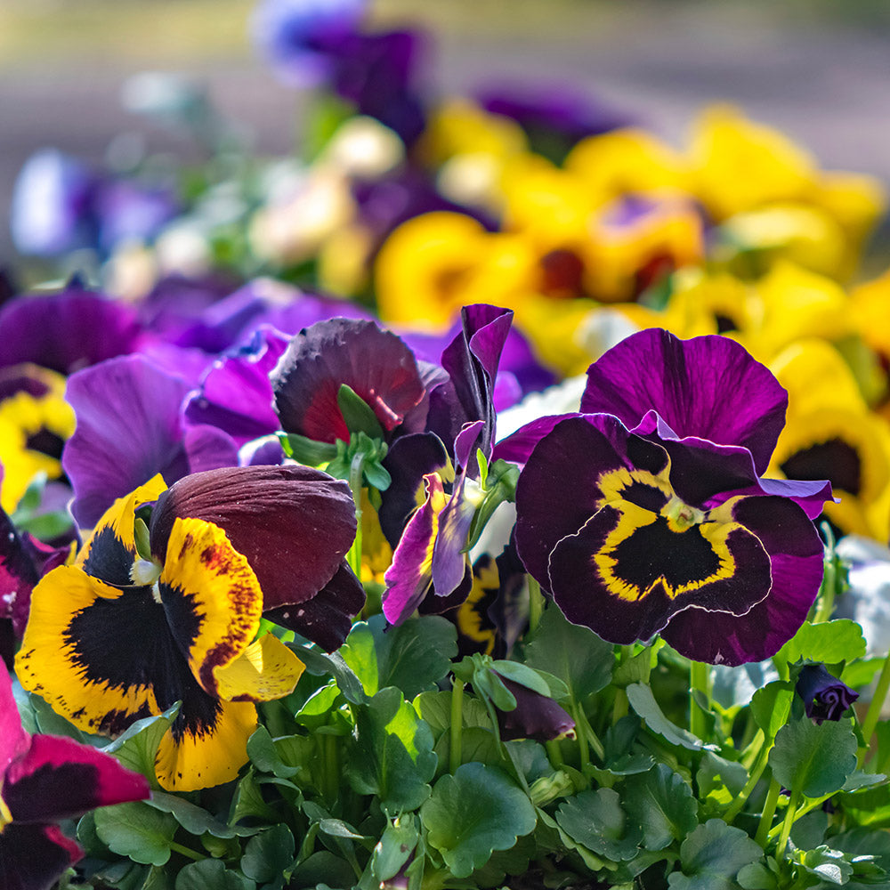 Mixed Colors Pansy Flower seeds for Planting Sun Loving, Heirloom & GMO Free Seeds for Home Garden vegetable and garden seeds