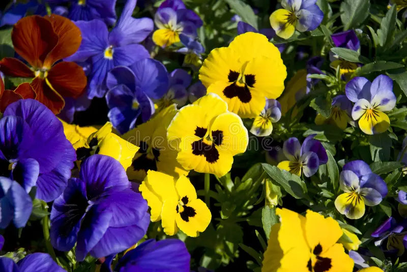 Violet Yellow Pansy Flower seeds for Planting Bright Blooms, Heirloom & GMO Free Seeds for Home Garden vegetable and garden seeds