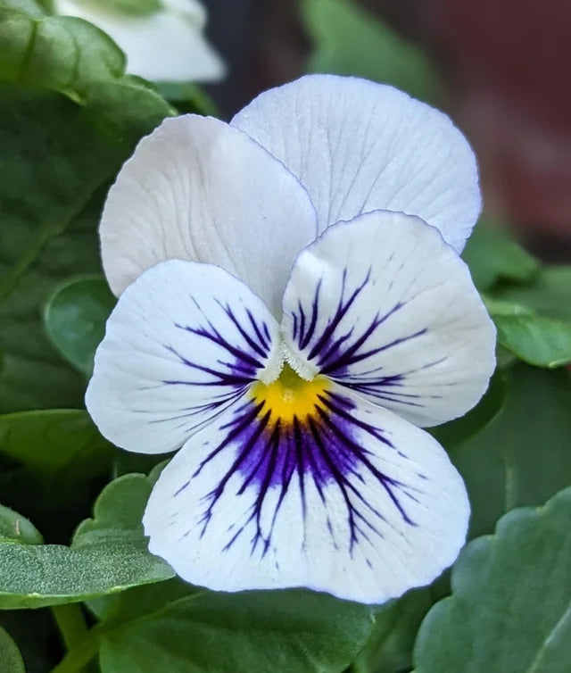 White Blue Wittrockiana Flower seeds for Planting Easy to Grow, Heirloom & GMO Free Seeds for Home Garden vegetable and garden seeds