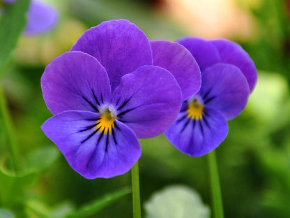 Mexican Pansy Flower seeds for Planting Bright Blooms Heirloom & GMO Free Seeds for Home Garden