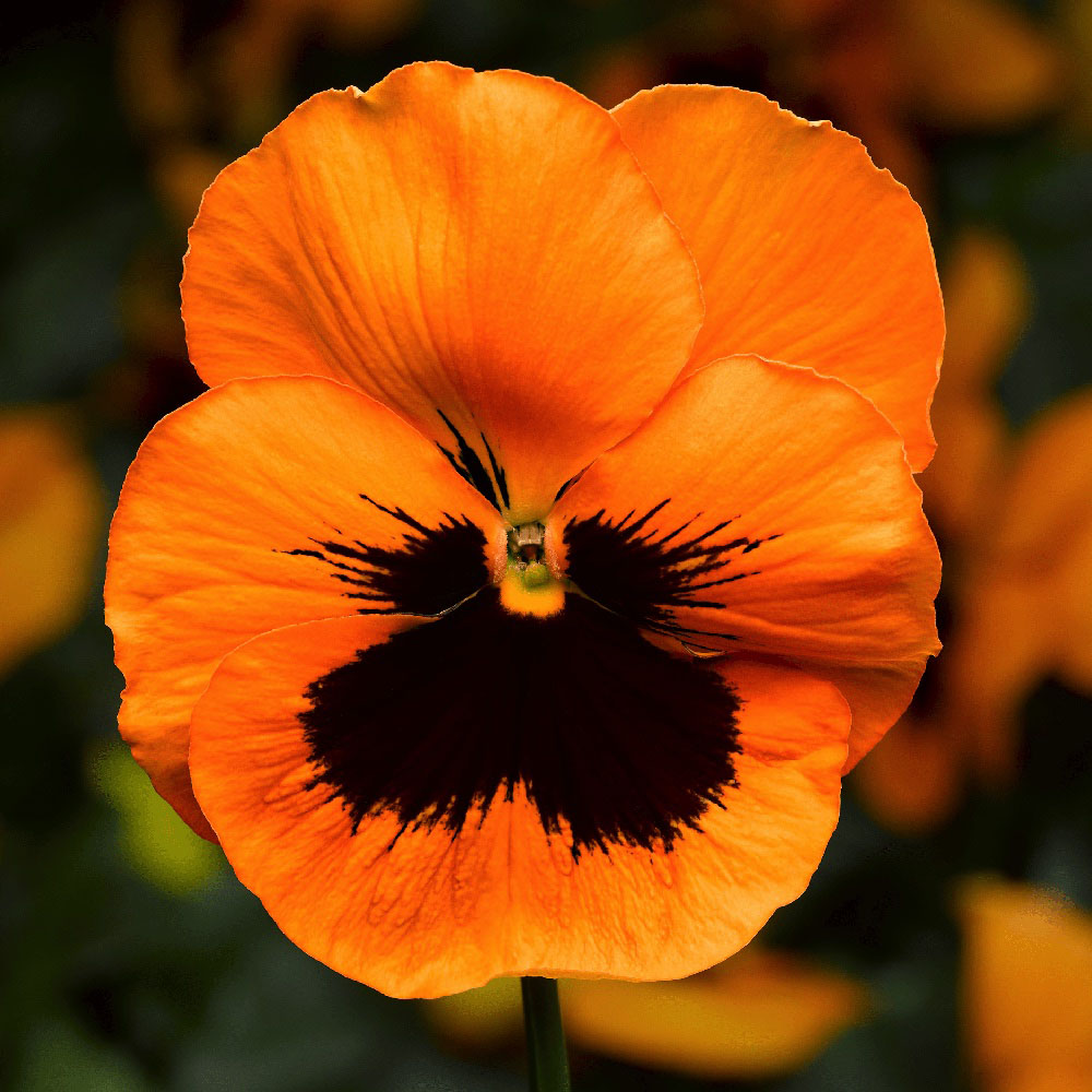 Premium Pansy Flower seeds for Planting Colorful Display, Heirloom & GMO Free Seeds for Home Garden seeds