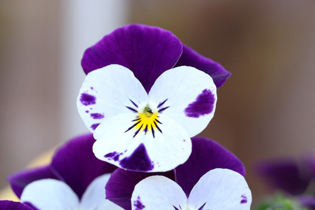 High quality White Blue Wittrockiana Flower seeds for Planting Easy to Grow, Heirloom & GMO Free Seeds for Home Garden seeds pack