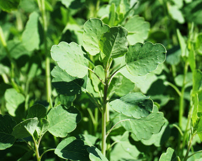 Papalo herb plant with aromatic green leaves