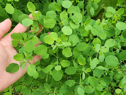 Papalo Flower seeds for Planting - Hardy Variety, Heirloom & GMO Free Seeds for Home Garden