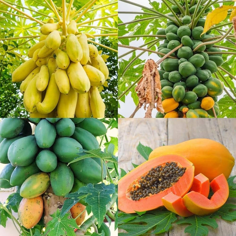 Papaya Seeds for Planting with tropical papaya growing guide
