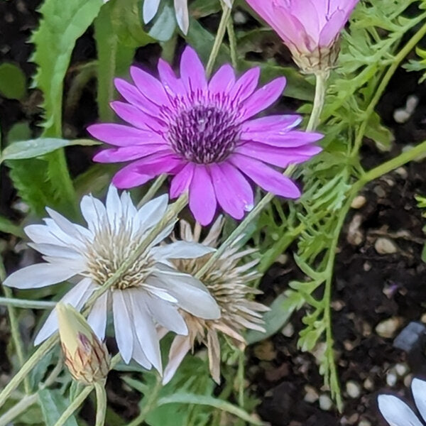 Mixed Xeranthemum Annum Flower seeds for Planting Colorful Display, Heirloom & GMO Free Seeds for Home Garden vegetable and garden seeds