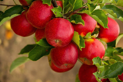 Paradise Apple Tree Seeds – Malus pumila Non-GMO Red Delicious Fruit Tree