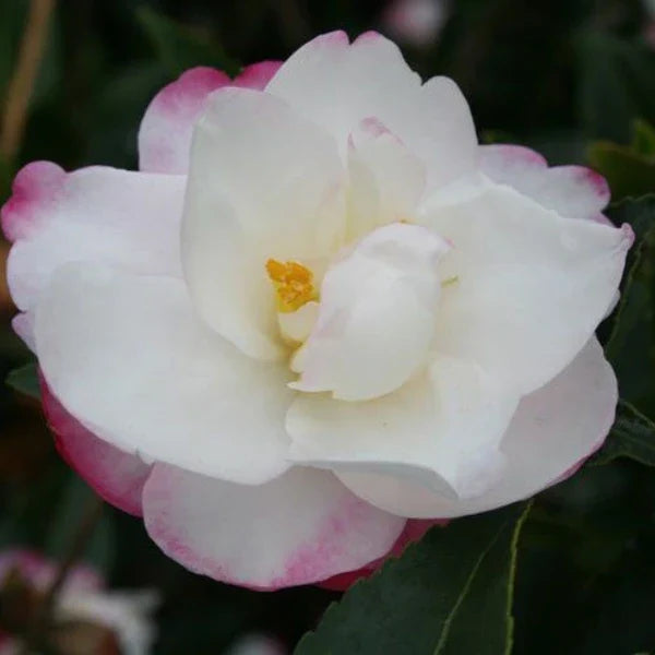 White Purple Camellia Flower seeds for Planting Fragrant Blossoms, Heirloom & GMO Free Seeds for Home Garden Sale vegetable and garden seeds