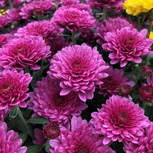 Crisantemos Flower seeds for Planting Low Maintenance, Heirloom & GMO Free Seeds for Home Garden vegetable and garden seeds
