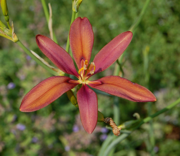 Pardancanda Flower seeds for Planting Low Maintenance Heirloom & GMO Free Seeds for Home Garden