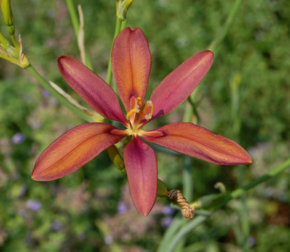 Pardancanda Flower seeds for Planting Low Maintenance Heirloom & GMO Free Seeds for Home Garden