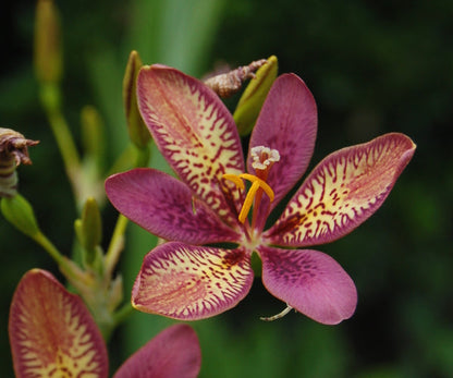 Pardancanda Flower seeds for Planting Low Maintenance Heirloom & GMO Free Seeds for Home Garden