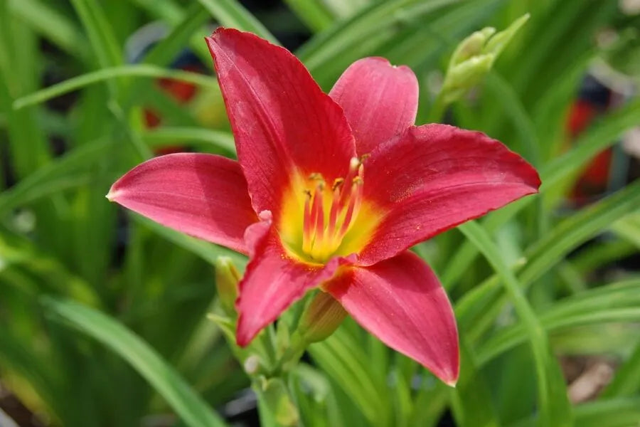 Daylily Reblooming Flower seeds for Planting Fragrant Blossoms Heirloom & GMO Free Seeds for Home Garden