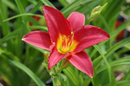 Daylily Reblooming Flower seeds for Planting Fragrant Blossoms Heirloom & GMO Free Seeds for Home Garden