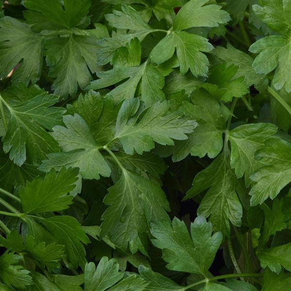 Italian parsley Giant of Italy leafy plant in raised beds