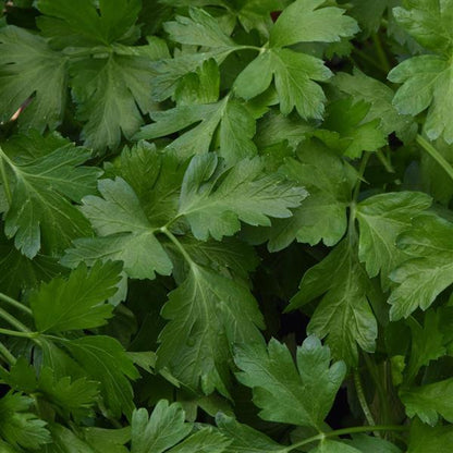 Italian parsley Giant of Italy leafy plant in raised beds