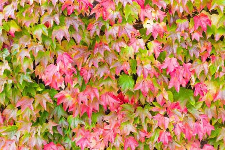 Boston Ivy Green Pink Flower seeds for Planting Perfect for Borders, Heirloom & GMO Free Seeds for Home Garden vegetable and garden seeds