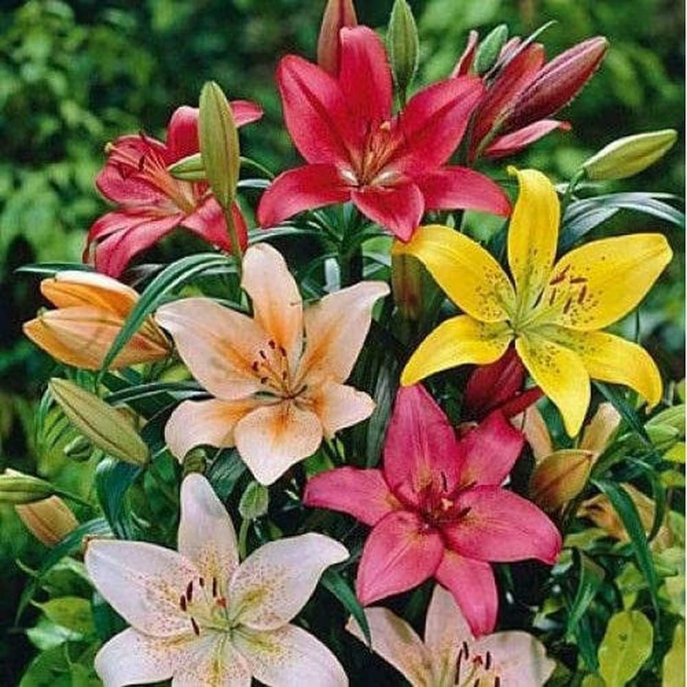 High quality Mixed Flower seeds for Planting Garden Favorite, Heirloom & GMO Free Seeds for Home Garden seeds pack