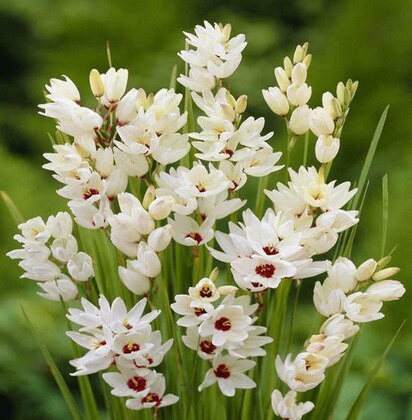 High quality Ixia Flower seeds for Planting Pollinator Friendly, Heirloom & GMO Free Seeds for Home Garden seeds pack