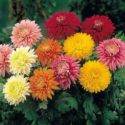 Mixed Colors Chrysanthemum Flower seeds for Planting Cut Flower Favorite, Heirloom & GMO Free Seeds for Home Garden vegetable and garden seeds
