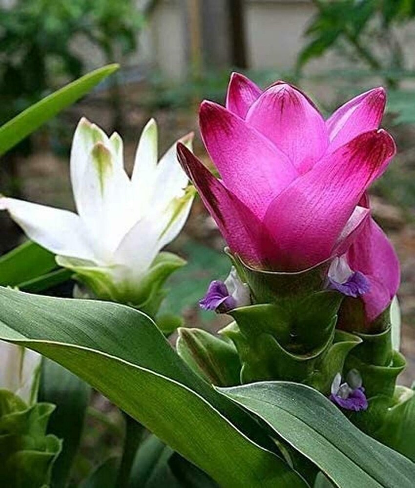 Rhizoma Curcuma Flower seeds for Planting Wildflower Mix, Heirloom & GMO Free Seeds for Home Garden vegetable and garden seeds
