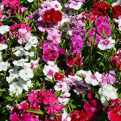 Premium Mixed Wee Willie Dianthus Flower seeds for Planting Colorful Display, Heirloom & GMO Free Seeds for Home Garden seeds