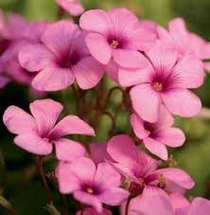 Premium Pink Oxalis Laciniata Flower seeds for Planting Pollinator Friendly, Heirloom & GMO Free Seeds for Home Garden seeds
