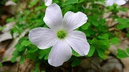 Oxalis Acetosella Flower seeds for Planting Shade Tolerant, Heirloom & GMO Free Seeds for Home Garden vegetable and garden seeds