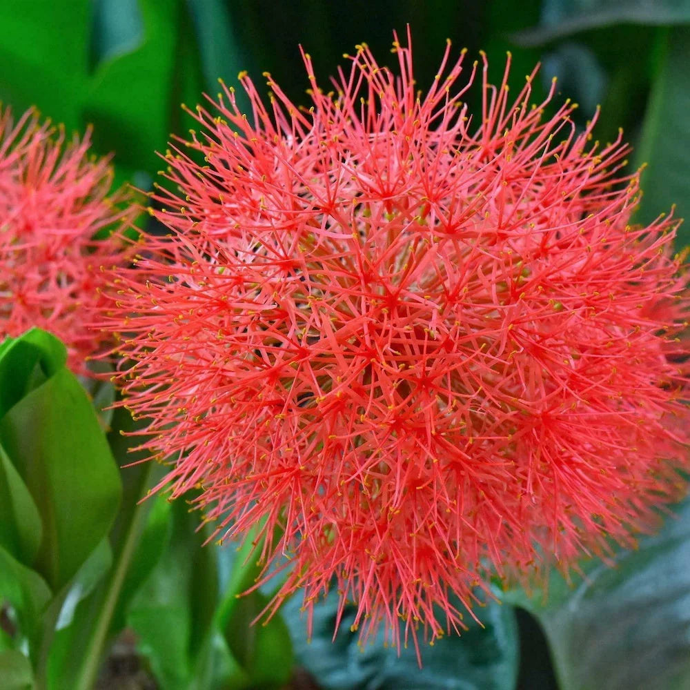 Premium Red Greyia Sutherlandii Flower seeds for Planting Long Bloom Season, Heirloom & GMO Free Seeds for Home Garden seeds