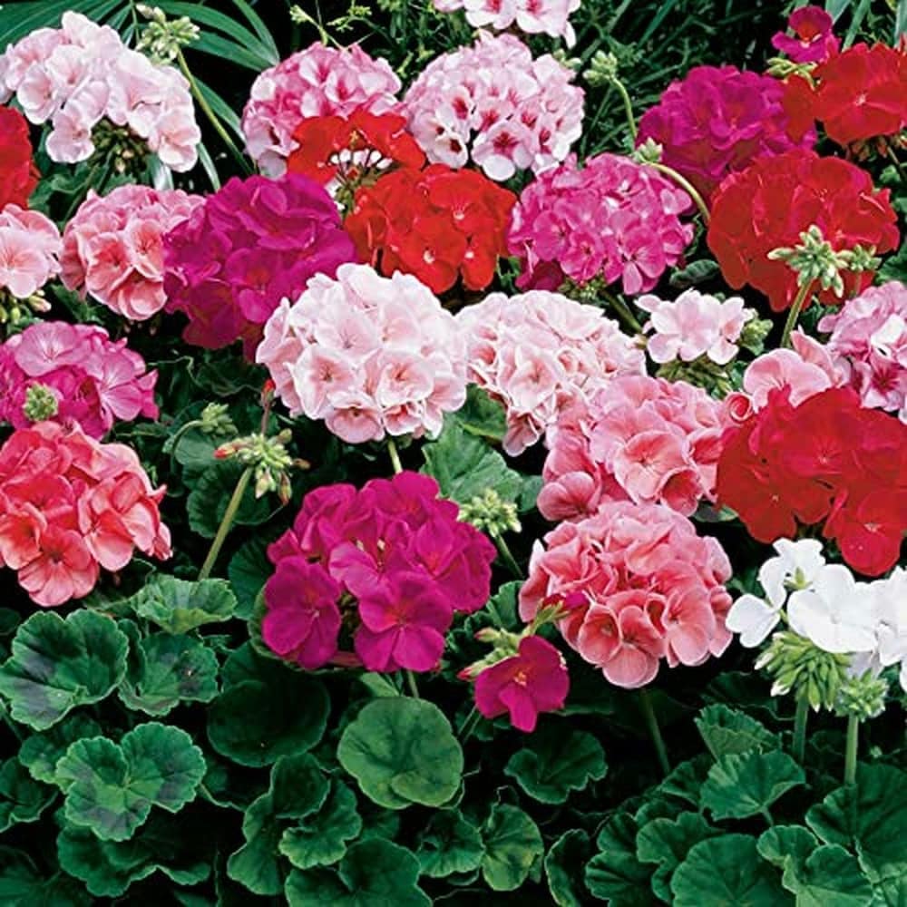 High quality Geraniums Flower seeds for Planting Drought Tolerant, Heirloom & GMO Free Seeds for Home Garden seeds pack