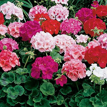 High quality Geraniums Flower seeds for Planting Drought Tolerant, Heirloom & GMO Free Seeds for Home Garden seeds pack