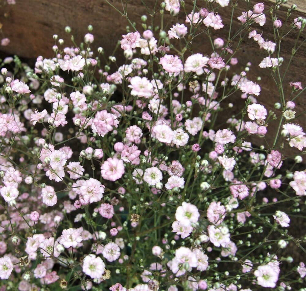 Premium Pink Gypsophila Flower seeds for Planting Premium Quality, Heirloom & GMO Free Seeds for Home Garden seeds