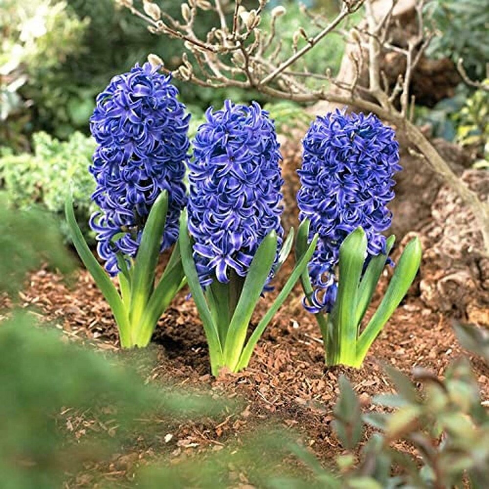 Premium Sky Blue Hyacinthus Orientalis Flower seeds for Planting Cut Flower Favorite, Heirloom & GMO Free Seeds for Home Garden seeds