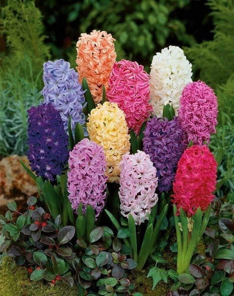 Premium Hyacinth Flower seeds for Planting Colorful Display, Heirloom & GMO Free Seeds for Home Garden seeds