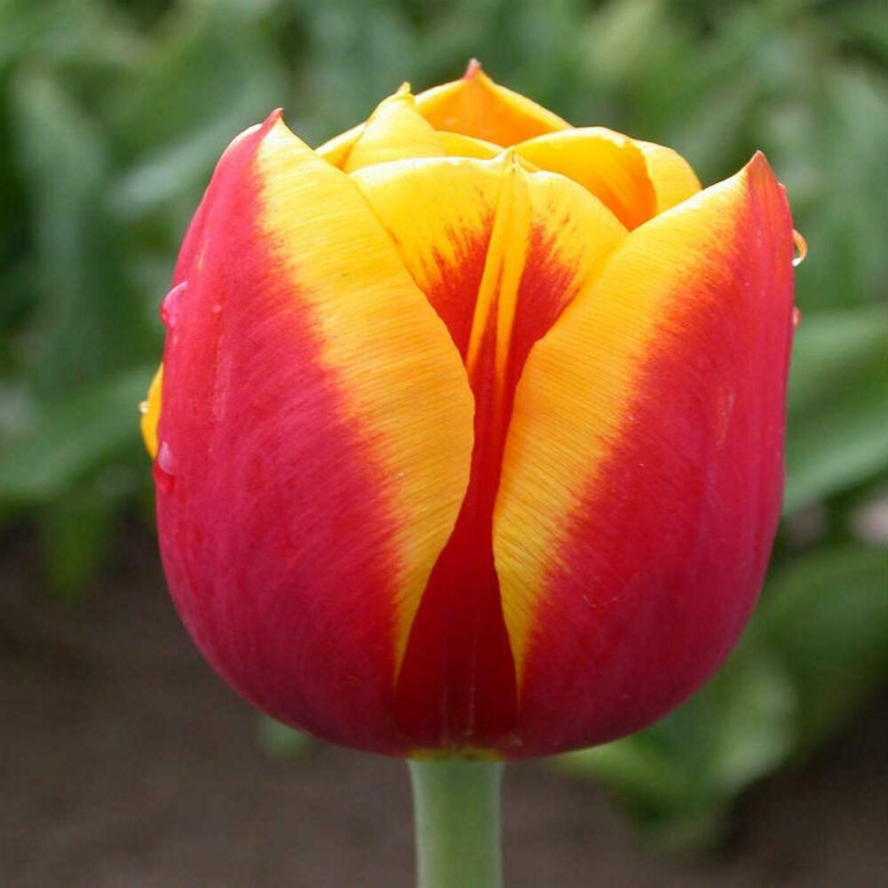Premium Tulip Yellow Red Flower seeds for Planting Premium Quality, Heirloom & GMO Free Seeds for Home Garden seeds