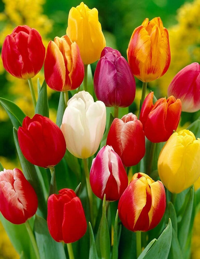 Tulip Flower seeds for Planting Compact Growth, Heirloom & GMO Free Seeds for Home Garden vegetable and garden seeds