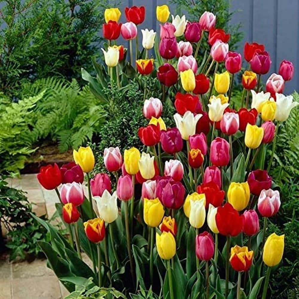 Premium Tulip Flower seeds for Planting Compact Growth, Heirloom & GMO Free Seeds for Home Garden seeds