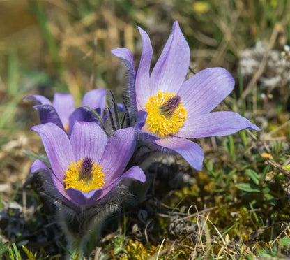 Sky Blue Anemone Pulsatilla Seeds for Planting