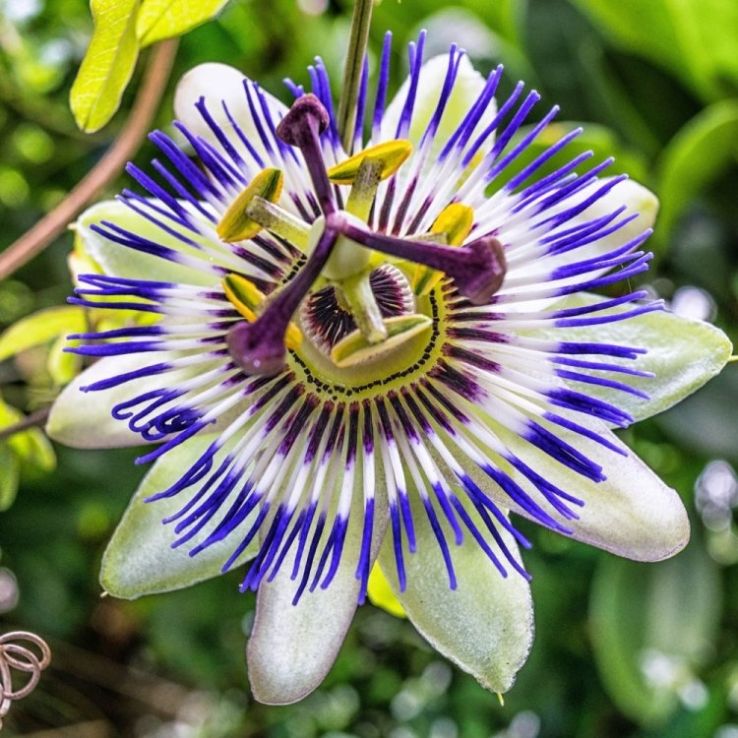 Purple Passiflora Incarnata Flower seeds for Planting Fragrant Blossoms, Heirloom & GMO Free Seeds for Home Garden vegetable and garden seeds
