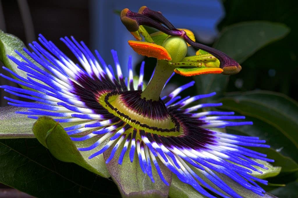Passiflora Incarnata growing on garden trellis