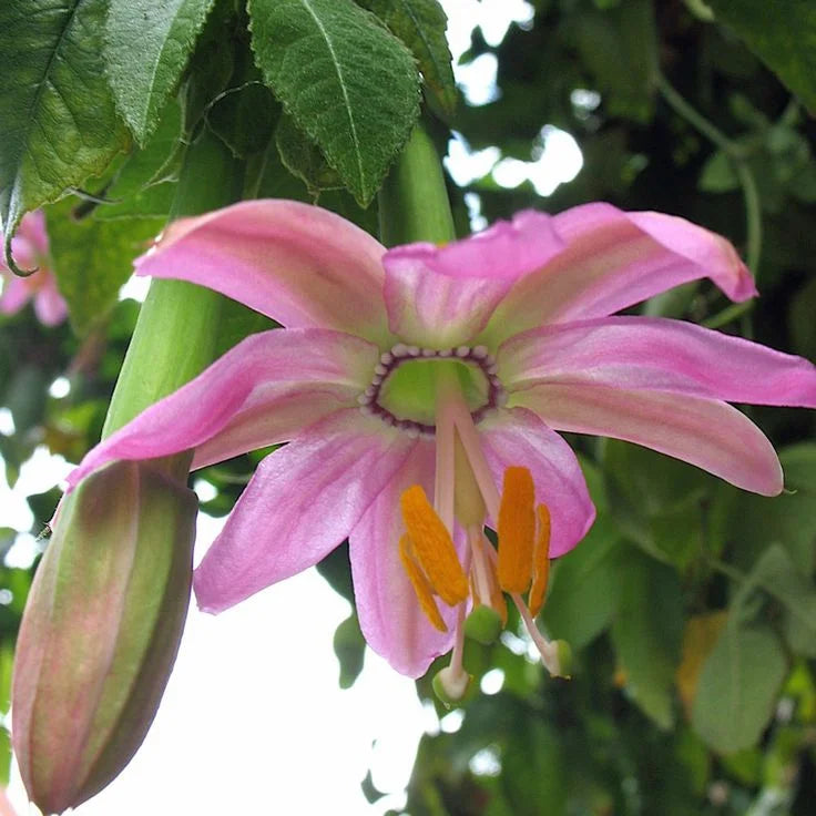 High quality Pink Mollissima Flower seeds for Planting Premium Quality, Heirloom & GMO Free Seeds for Home Garden seeds pack