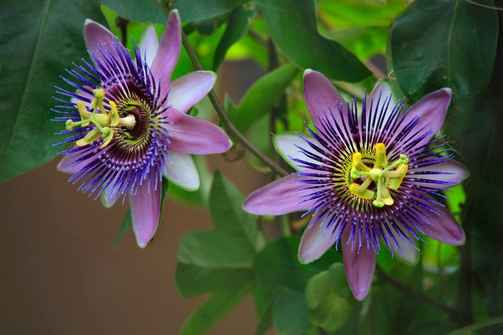 Heirloom Passion Flower seeds for Planting Easy to Grow Heirloom & GMO Free Seeds for Home Garden