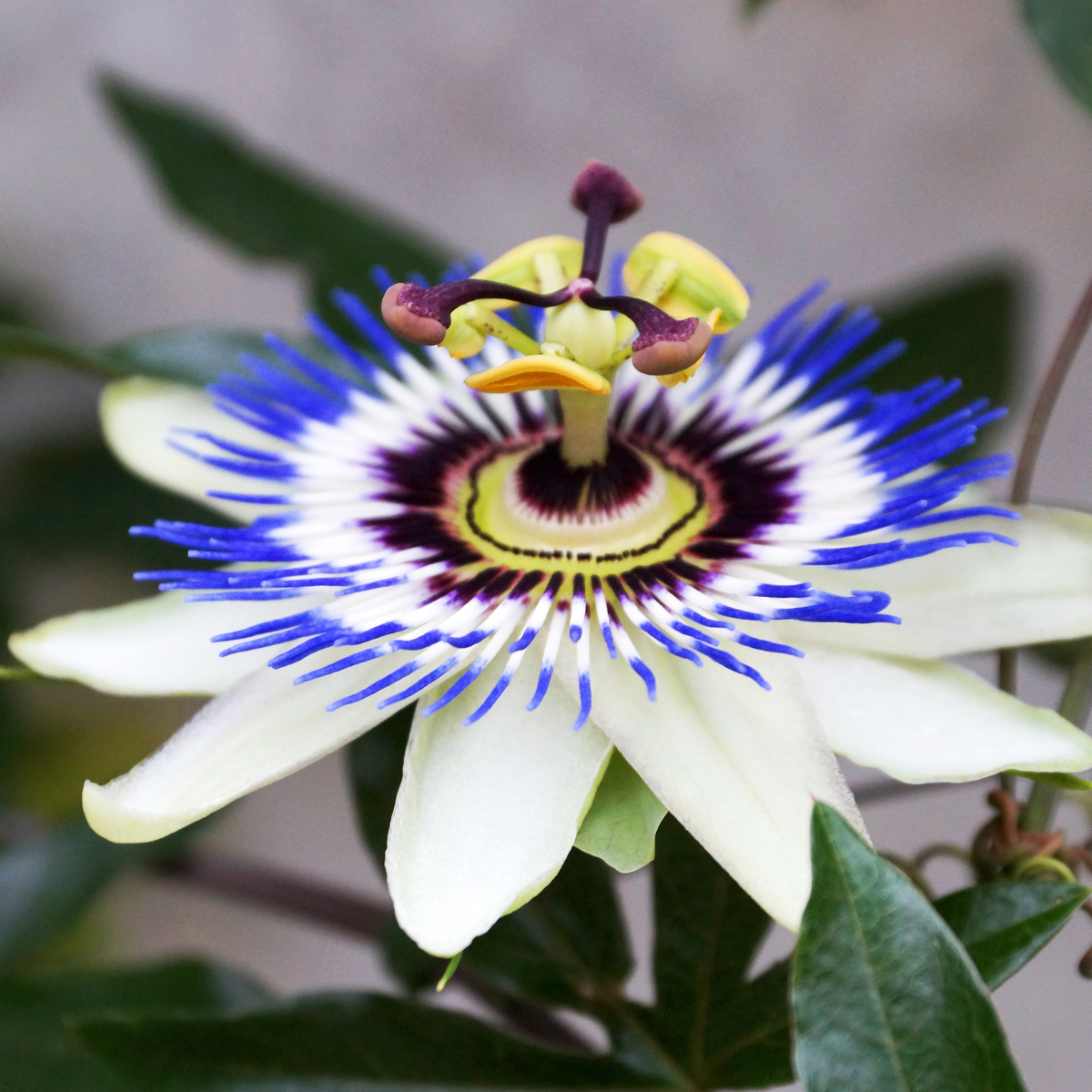 Close-up of Mixed Color Passion Flower petals