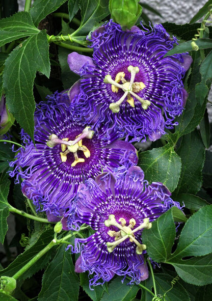 How to Grow Purple Passion Flowers