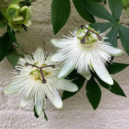 Passion Flower Vine Seeds for Trellises and Fences