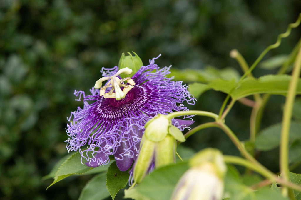 High quality Passionflower Flower seeds for Planting Drought Tolerant, Heirloom & GMO Free Seeds for Home Garden seeds pack