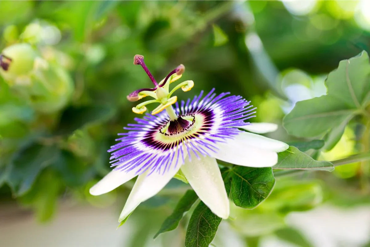 Passion Flower Passiflora Seeds Flower seeds for Planting Premium Quality Heirloom & GMO Free Seeds for Home Garden
