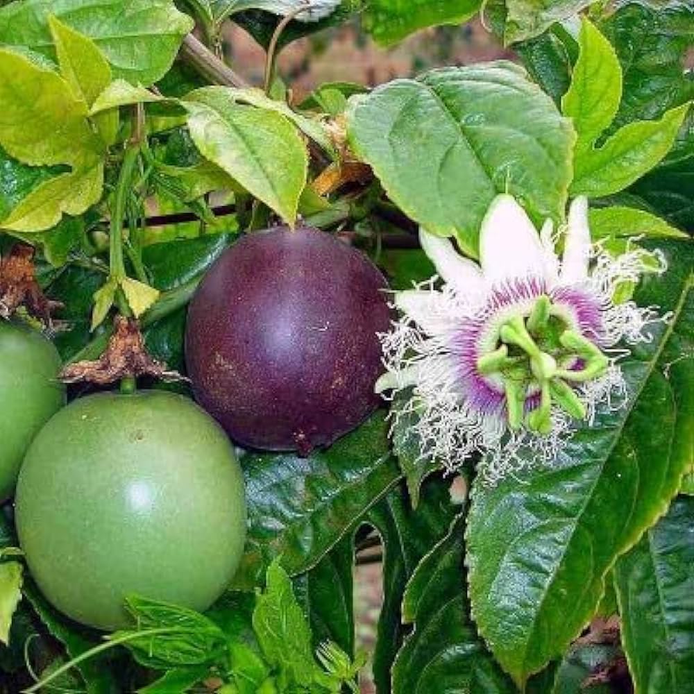 Passionflower Vine Seeds – Non-GMO Passiflora edulis Edible Fruit