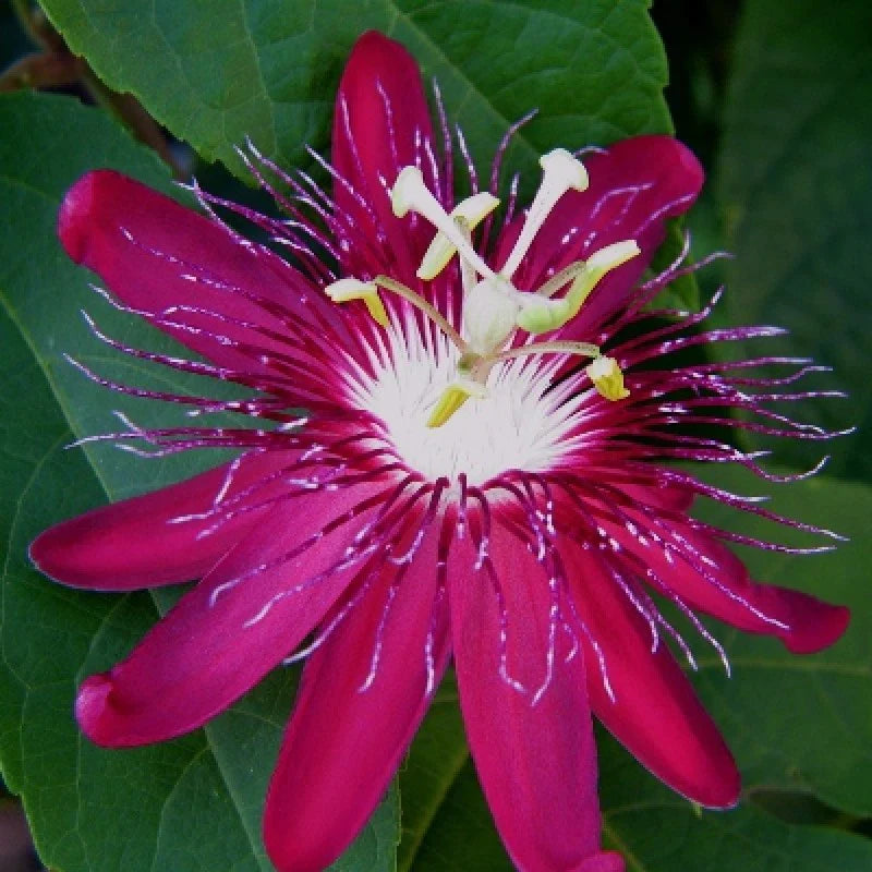 Passion Flower seeds for Planting Long Bloom Season Heirloom & GMO Free Seeds for Home Garden
