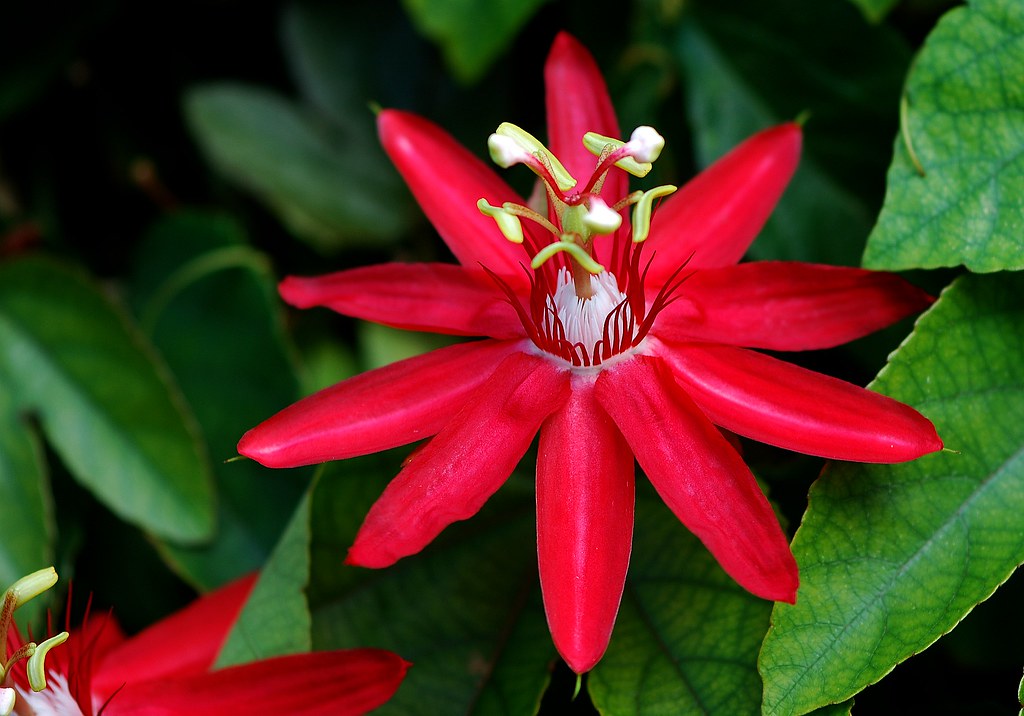 Passione Flower seeds for Planting Shade Tolerant Heirloom & GMO Free Seeds for Home Garden